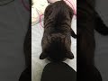 ニャン太180905