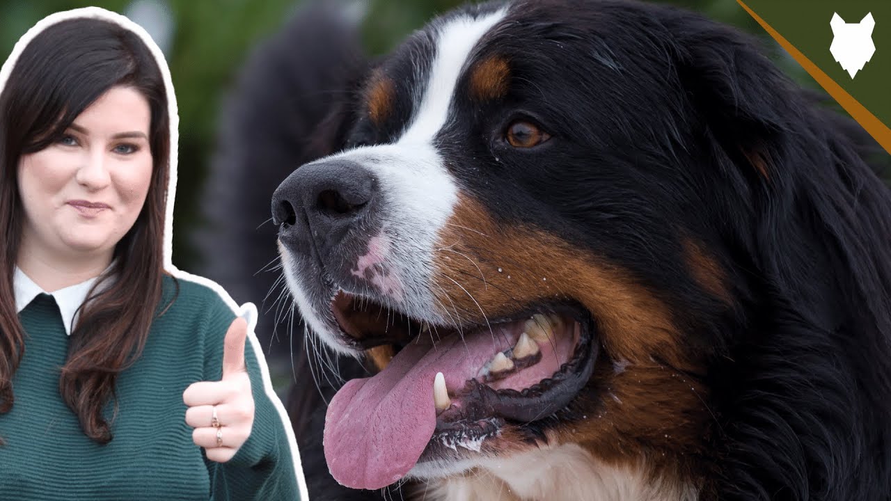 How Much Does A Bernese Mountain Dog Cost In Australia