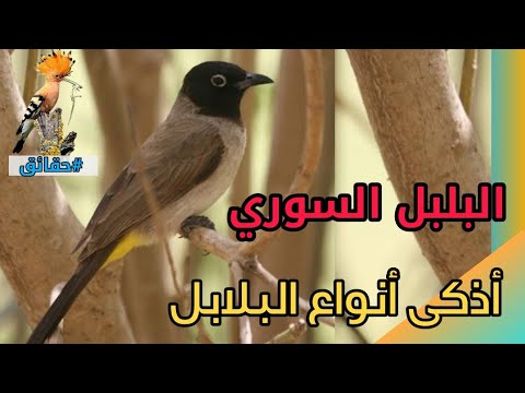 البلبل السوري حقائق عن الحذي ر الطائر الذكي