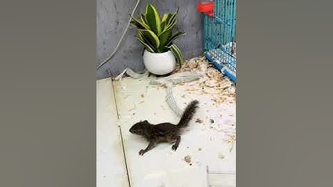 2 e Sóc Đất ship Tân Uyên - Trương Tuấn Sóc Cảnh