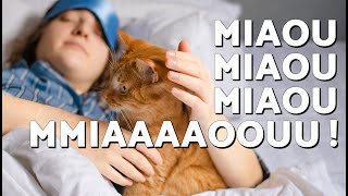 Why does my cat wake me up in the morning? Help, I want to sleep! Why does my cat wake me up in the morning? Help, I want to sleep!