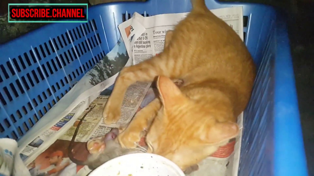 cat slaughter rat cat kill and eat mouse. YouTube