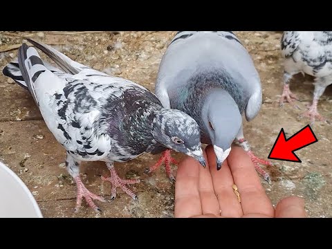 Big Changes Are Coming With My Pigeons!