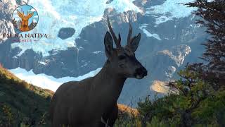 Huemul Ep.3 | Torres del Paine |