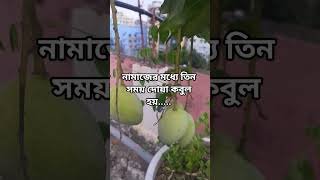 #islamicstatus #islamicvideo #foryou #motivation #শর্টস #bayan #bayanstatus #boyan #islam