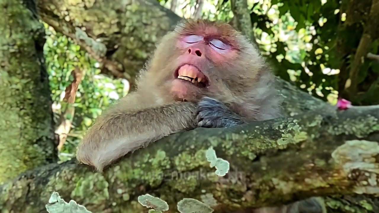 Monkey performing, The behavior of monkeys waiting for a partner is hilarious.