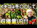 【明暗を分ける】イチゴの冬越しを成功させる３つのポイント