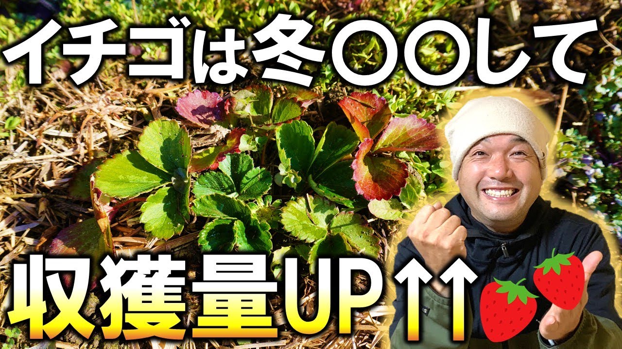 【明暗を分ける】イチゴの冬越しを成功させる３つのポイント