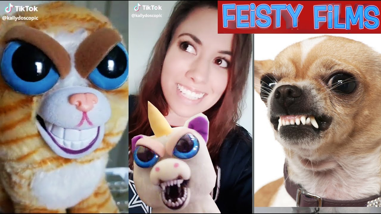 feisty pets chihuahua