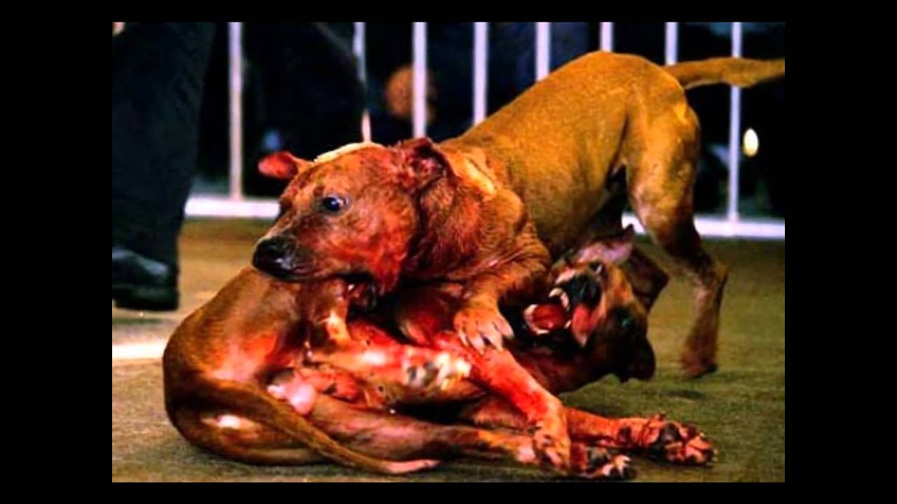 The World S Most Dangerous Dog Vs Lion The World S Most Dangerous Dog Vs Lion
