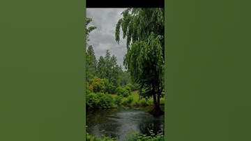 Thumbnail of Rain & Greenery for Relaxation -  Nature Sounds