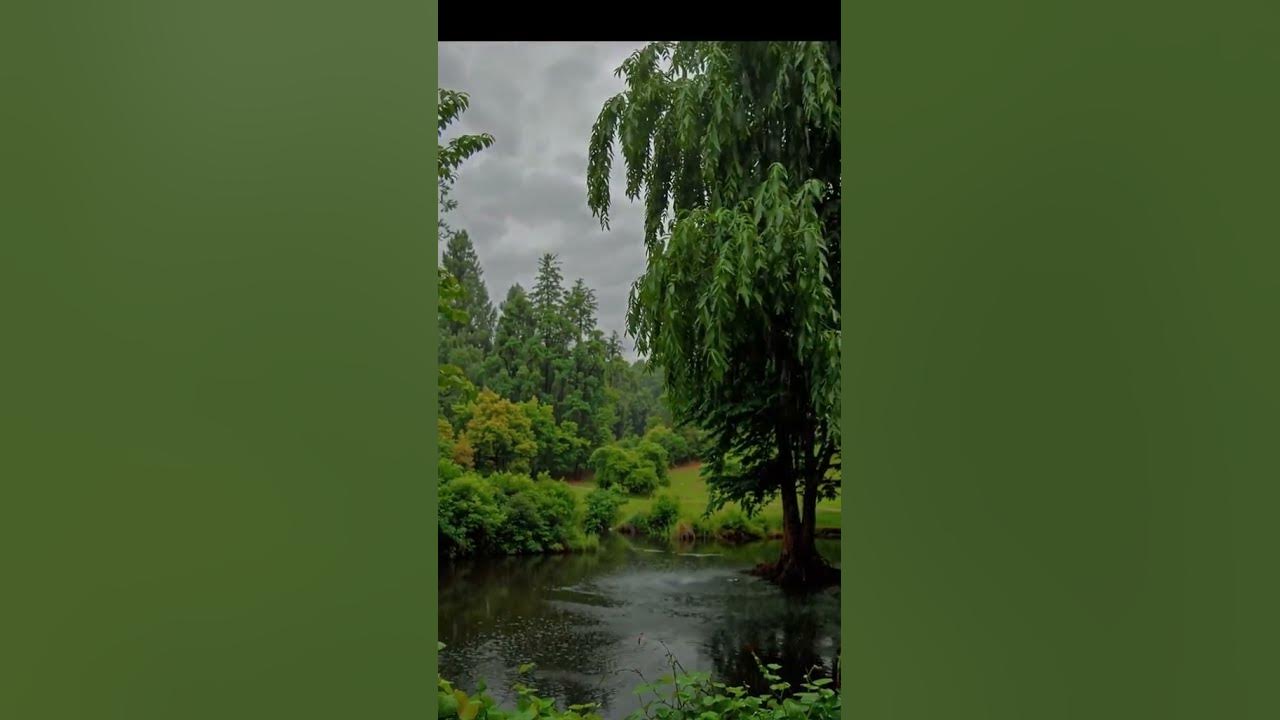 Rain & Greenery for Relaxation -  Nature Sounds