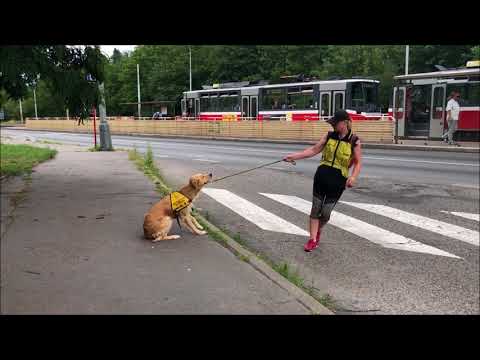 Video: Jak Vykopnout Toulavého Psa