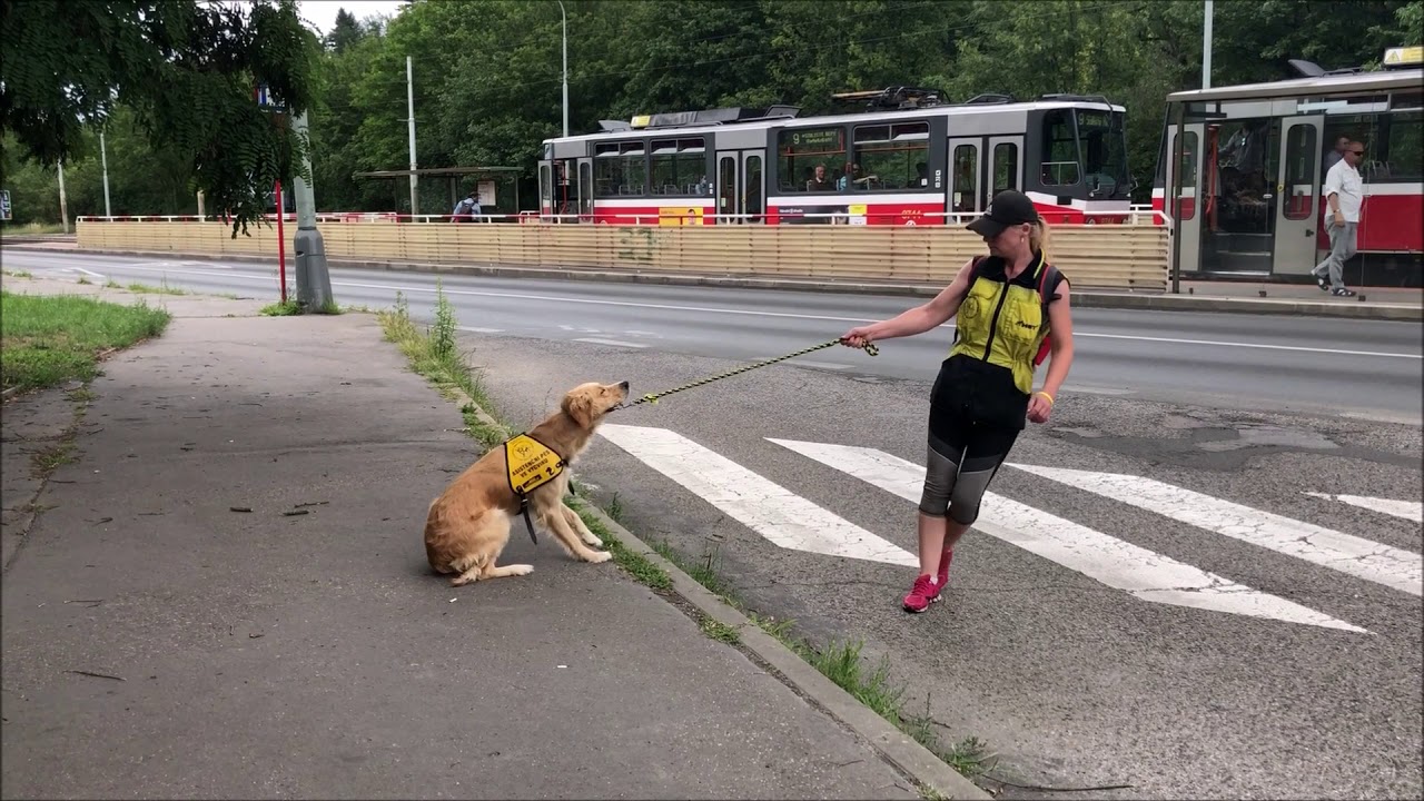 Zkouška asistenčího průvodcovského psa pro autisty - Cora