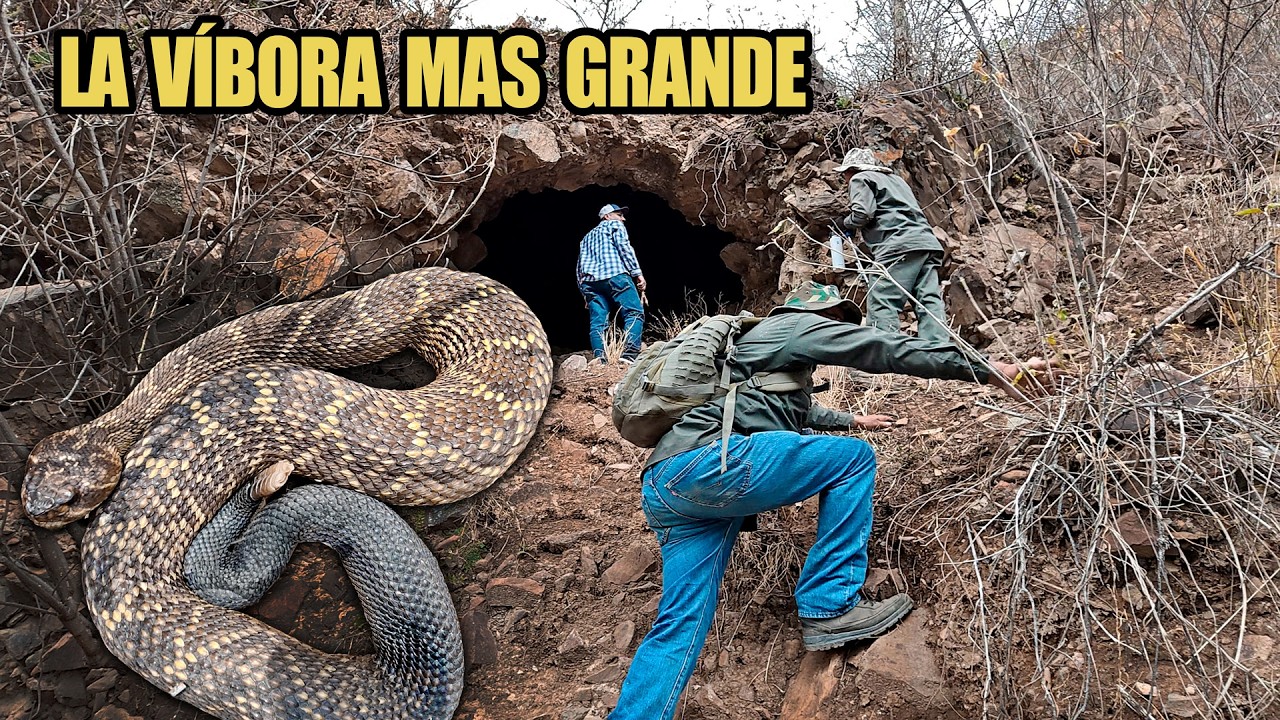 ⁣La Víbora de Cascabel MAS GRANDE que hemos encontrado en ZACATECAS