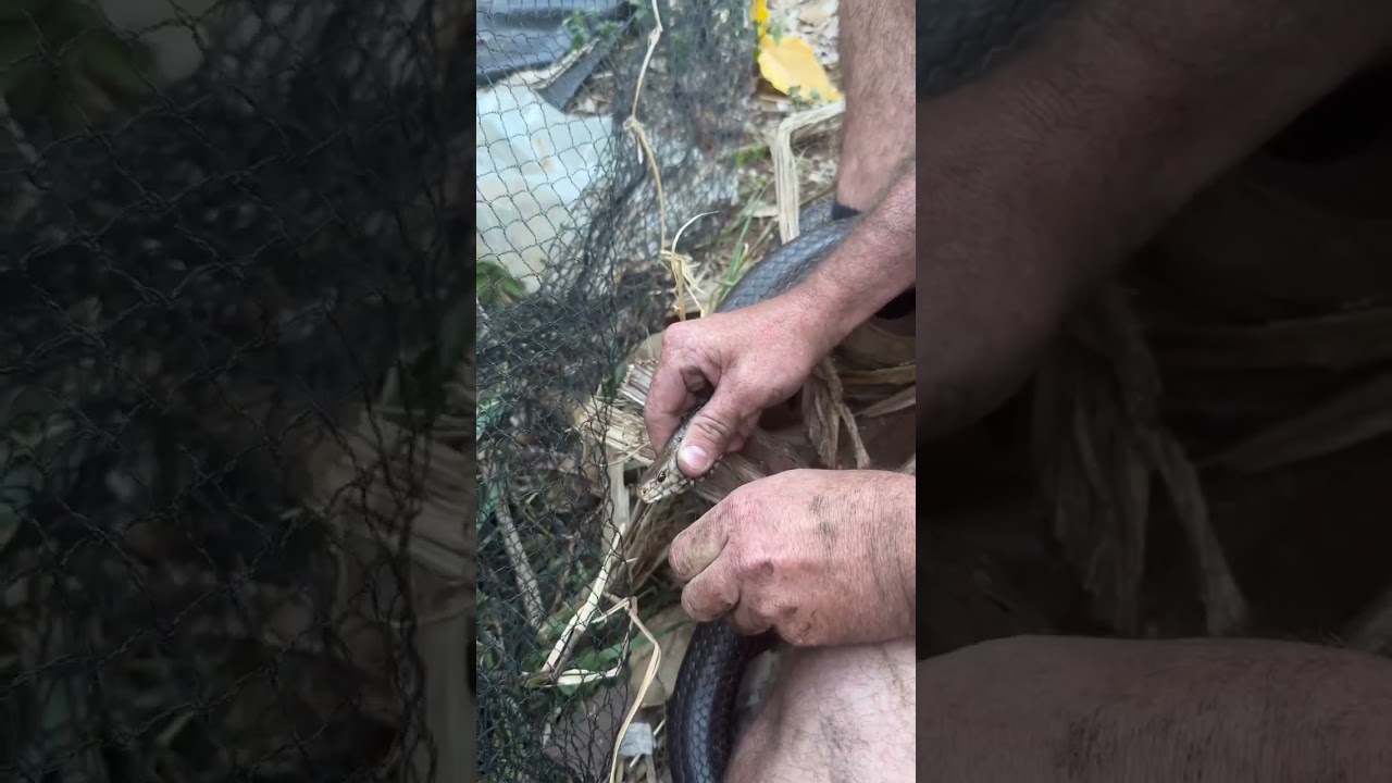 Big-Brown-Snake-in-Netting-brandon-troy-_