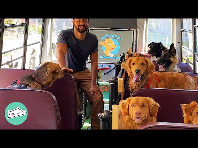 Guy Makes A Doggie School Bus And Drives To Park Every Day | Cuddle Buddies class=