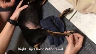 Canine Physical Rehabilitation: Speedy The Dog - Right Hip Flexor Withdrawal by TampaBayVets 1,511 views 6 years ago 42 seconds
