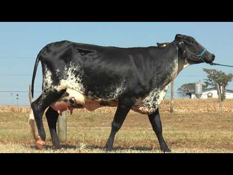 LOTE 34 JANAÍNA MONTEREY FIV DA XAPETUBA