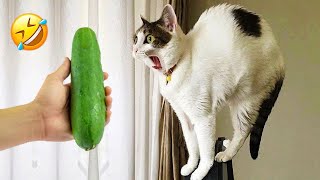 Новые забавные животные 🤣 Самые смешные видео про кошек и собак 😹🐶 Часть 9