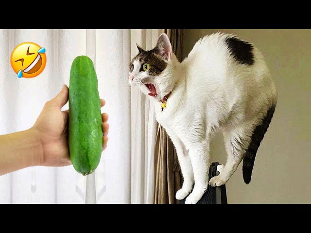 Funniest Animals 2023 🤩 Best Cats and Dogs Videos 🐶😻 Part 9 class=