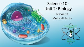 Science 10 Biology Lesson 11 Multicellularity and Specialization