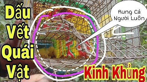 155.🐍Thăm Bẫy Rắn Dấu Vết  Quái Vật Để Lại Thật Kinh Khủng ||Út Lãng Tử 2