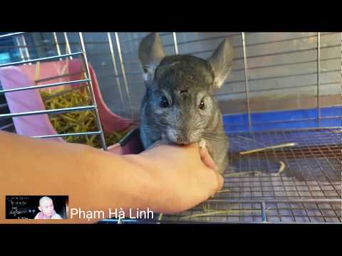 Video: Lilac Rabbit