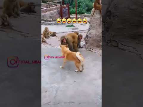 कुत्ते और बंदर की लड़ाई l कुत्ते का खोंप तो देखो🐕🐒🐶🐵🤣😎😋🥰😅😁