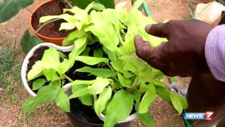 Indoor plants that can grow in shade @ your terrace garden | Poovali | News7 Tamil