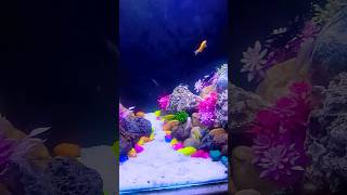 new tank setup