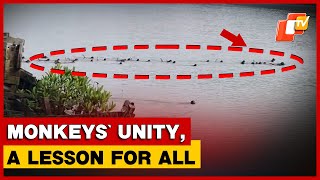 Monkey Troop Tries To Save Companion From Crocodile Attack In Odisha