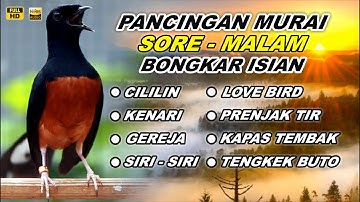 🔴 LIVE - Pancingan Murai Batu Pagi Hari Full Isian Tembakan kasar Murai Macet Pasti Nyaut