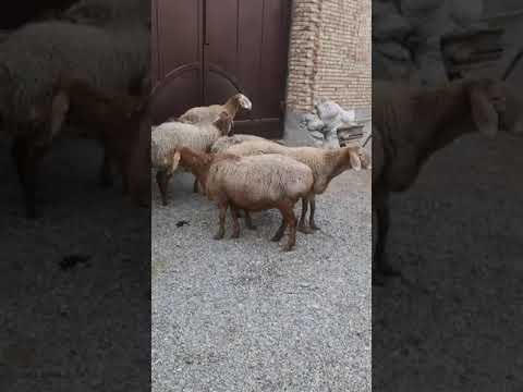 Видео: Овце от породата Едилбаев: описание, развъждане