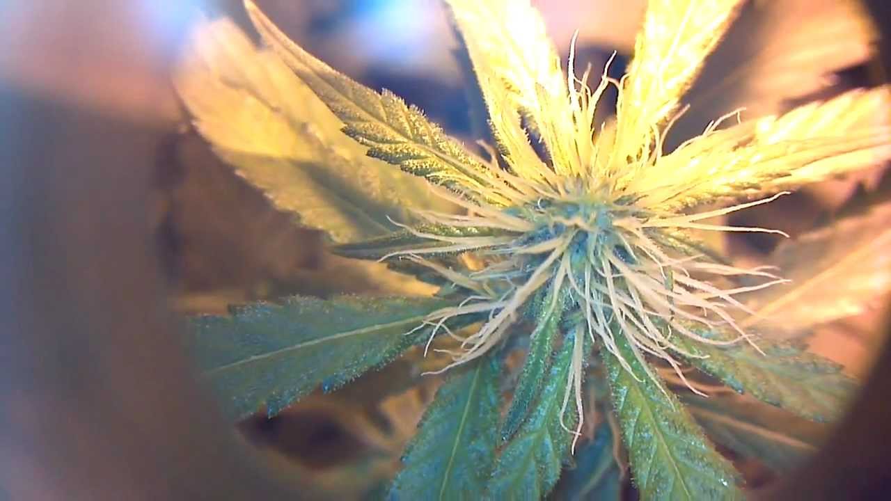 Attitude Seeds Grow OG #18 Day 20 FLOWER