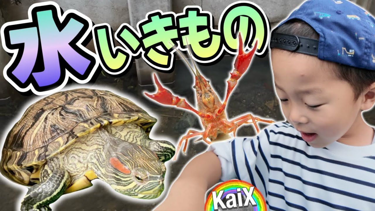 【カメ★ザリガニ】すっぽんにアカミミガメ！？水の生き物の水中の様子を観察してみよう！