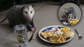 Possum Thanksgiving