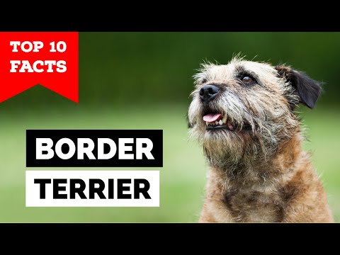 วีดีโอ: Border Terrier