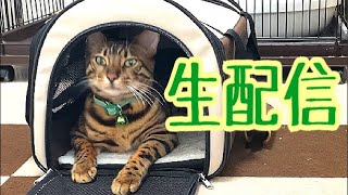 【生配信6/7】ニコノアのワクチン後の様子を見守ろう生配信