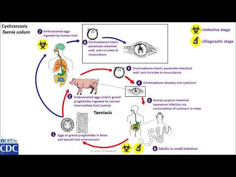 Cysticercosis- Taenia solium life cycle