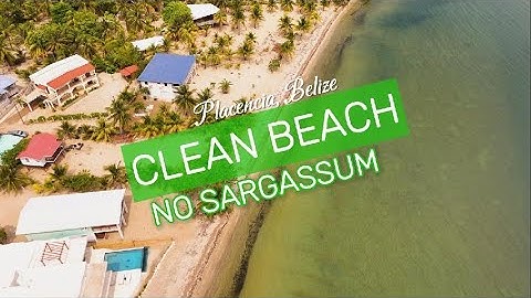 Beaches in Placencia are clean (no sargassum) and waiting for you