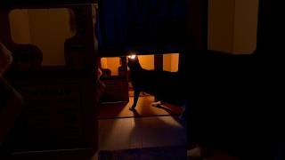 【猫たちが屋内キャンプしました】#猫キャンプ #猫テント #保護猫#shorts