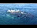 Banc de requins devant la baie de Sainte Marie