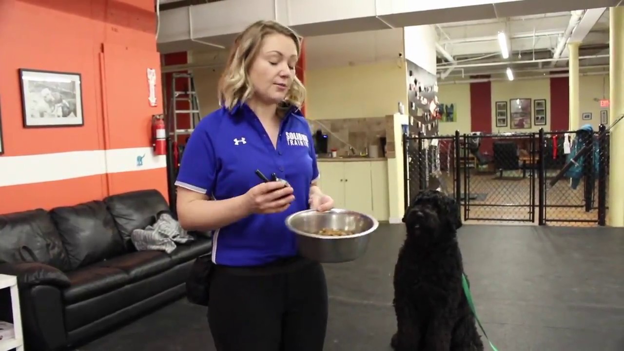 dog training advice uk Resource Guarding Dog | Drills with Tyson | Solid K9 Training Dog Training