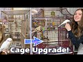 SETTING UP MY BUDGIE’S NEW CAGE! | Pearl gets an upgrade