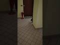 My cat waits for Me every time I come back home #cat #catshorts #catvideos
