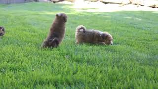 Havanese Puppies For Sale