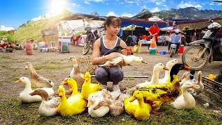 Harvesting Ducks Goes To Market Sell - Repair Ducks Farm & Buy Ducklings To Raise - Farm life by Phuong Daily Harvesting 18,543 views 8 days ago 3 hours, 21 minutes