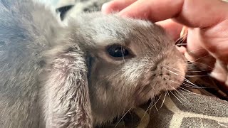 Cute Bunny Relaxing Massage by Bunny Love 5,463 views 3 years ago 1 minute, 46 seconds