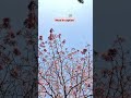 Cherry Blossom in India 🇮🇳 | Love Karnival #SHORTS #cherryblossom #springtime
